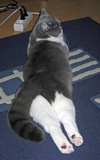 华体会登录-东瀛铁骑与南部之星,当德甲争冠战中的日本式压制遇见亚特兰大式战术革命 第2张 华体会登录-东瀛铁骑与南部之星,当德甲争冠战中的日本式压制遇见亚特兰大式战术革命 第2张